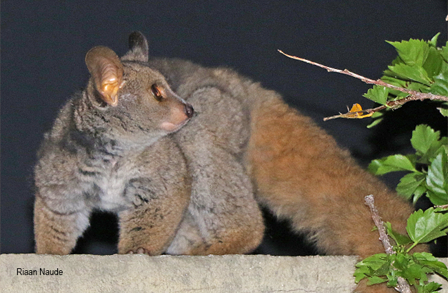 Otolemur crassicaudatus